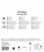 Mega-Pack Triumph-Tulpen Mischung