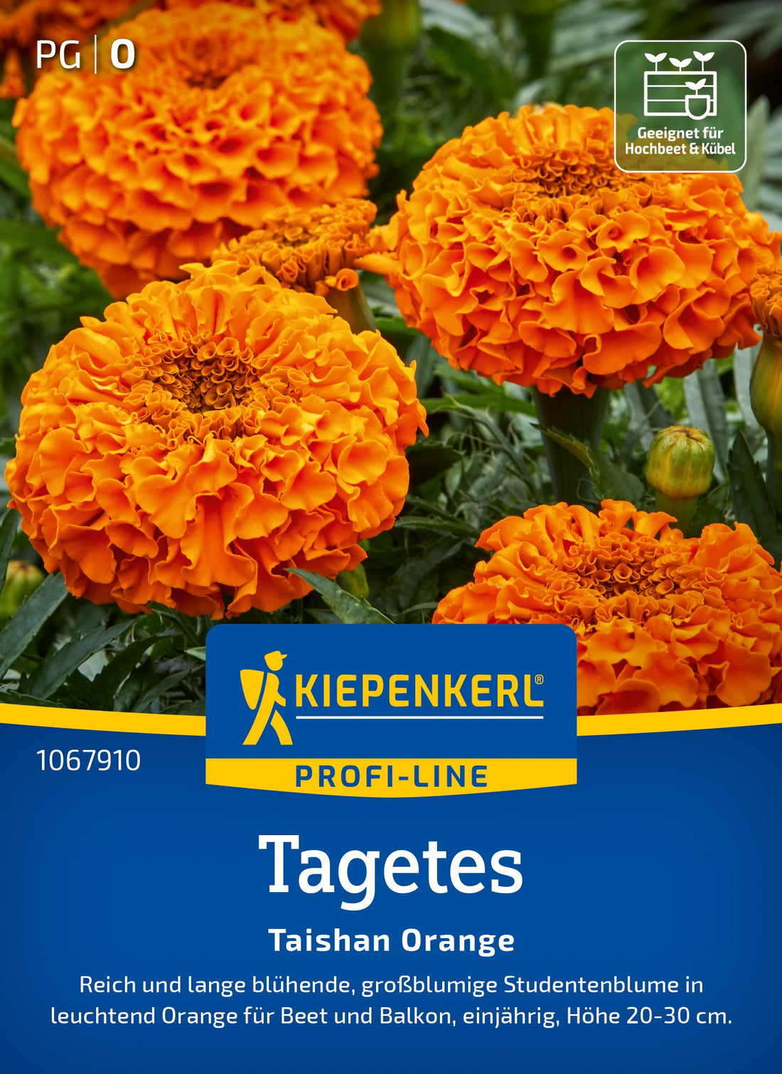 Kiepenkerl Studentenblumen Taishan Orange