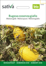 Sativa Melone gelb Rugoso cosenza giallo