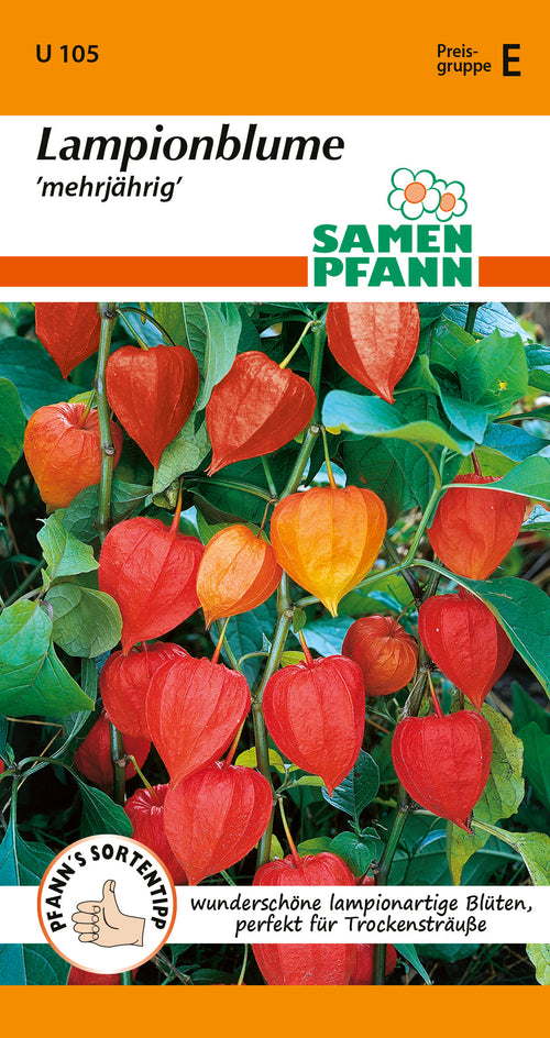 Samen Pfann Lampionblume mehrjährig