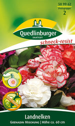 Quedlinburger Gartennelke Grenadin Mischung