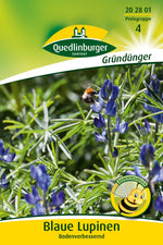 Quedlinburger Gründüngung Blaue Lupinen