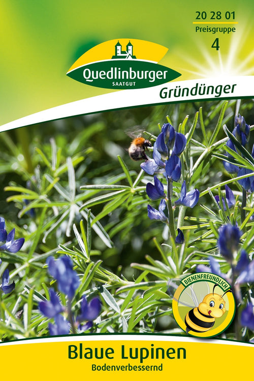 Quedlinburger Gründüngung Blaue Lupinen