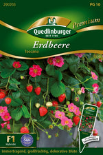 Quedlinburger Monatserdbeere Toscana