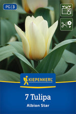 Greigii-Tulpe Albion Star