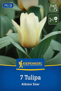 Greigii-Tulpe Albion Star