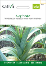 Sativa Winterlauch Siegfried 2