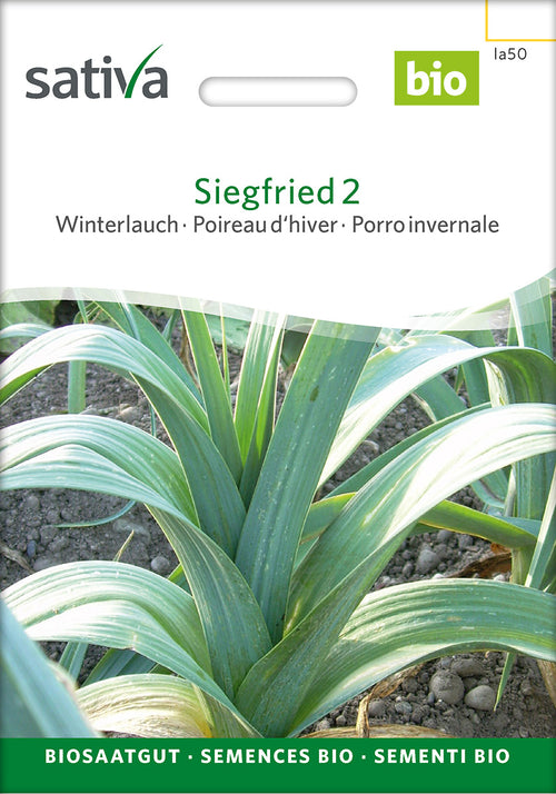 Sativa Winterlauch Siegfried 2