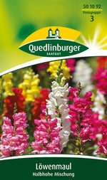 Quedlinburger Löwenmaul halbhohe Mischung