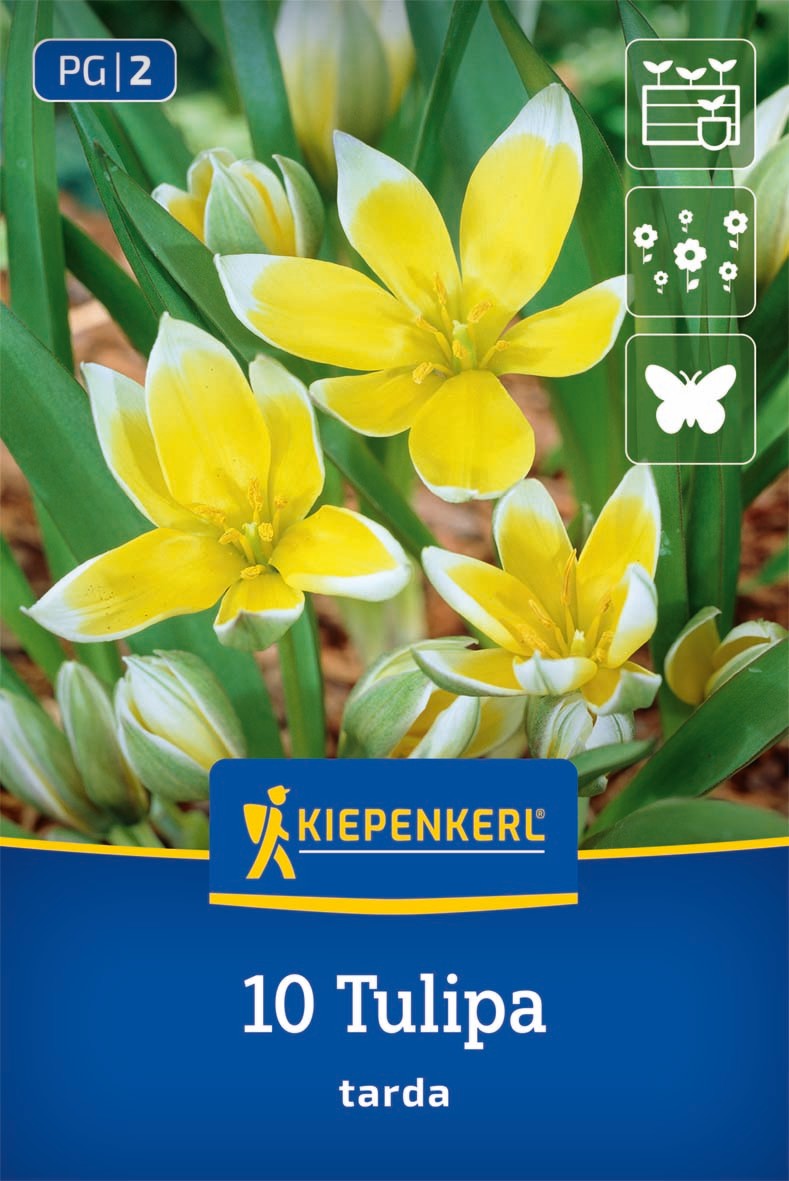 Wildtulpe Tulipa tarda