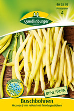 Quedlinburger Buschbohne Maxidor