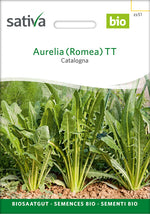 Sativa Catalogna Aurelia (Romea) TT