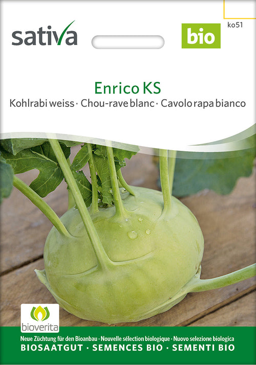 Sativa Kohlrabi weiss Enrico KS