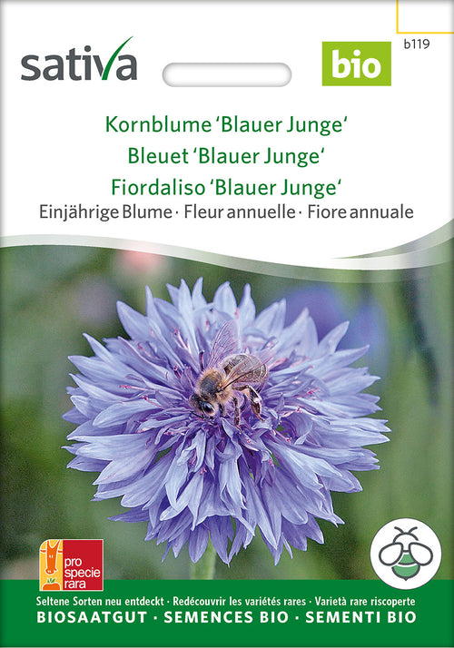 Sativa Kornblume Blauer Junge