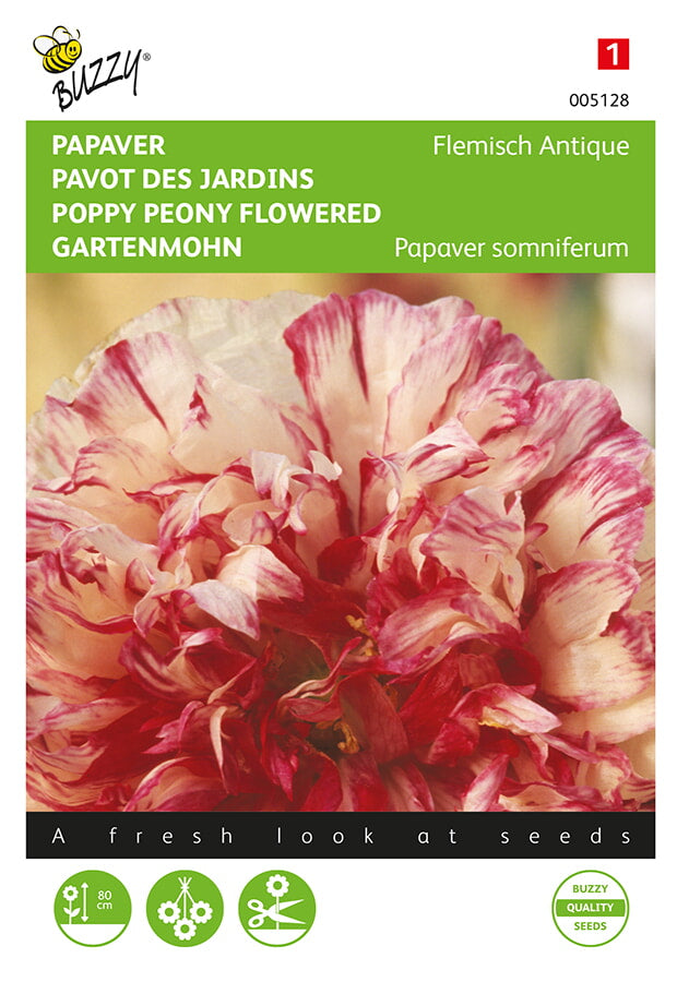 Buzzy Seeds Mohn Flemish Antique