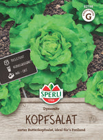 SPERLI Kopfsalat Dynamite