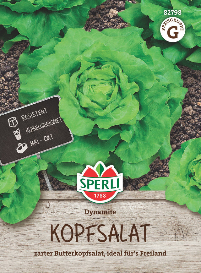 SPERLI Kopfsalat Dynamite