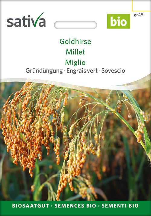 Sativa BIO Gründüngung Goldhirse