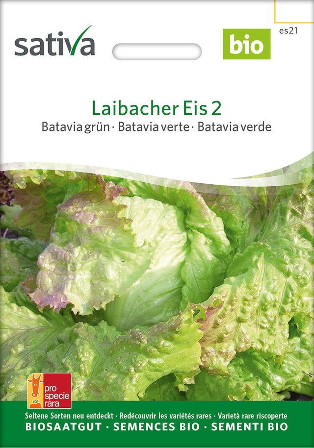 Sativa Bataviasalat grün Laibacher Eis 2