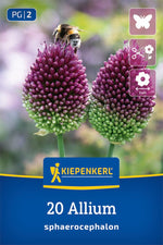 Zierlauch A. sphaerocephalon