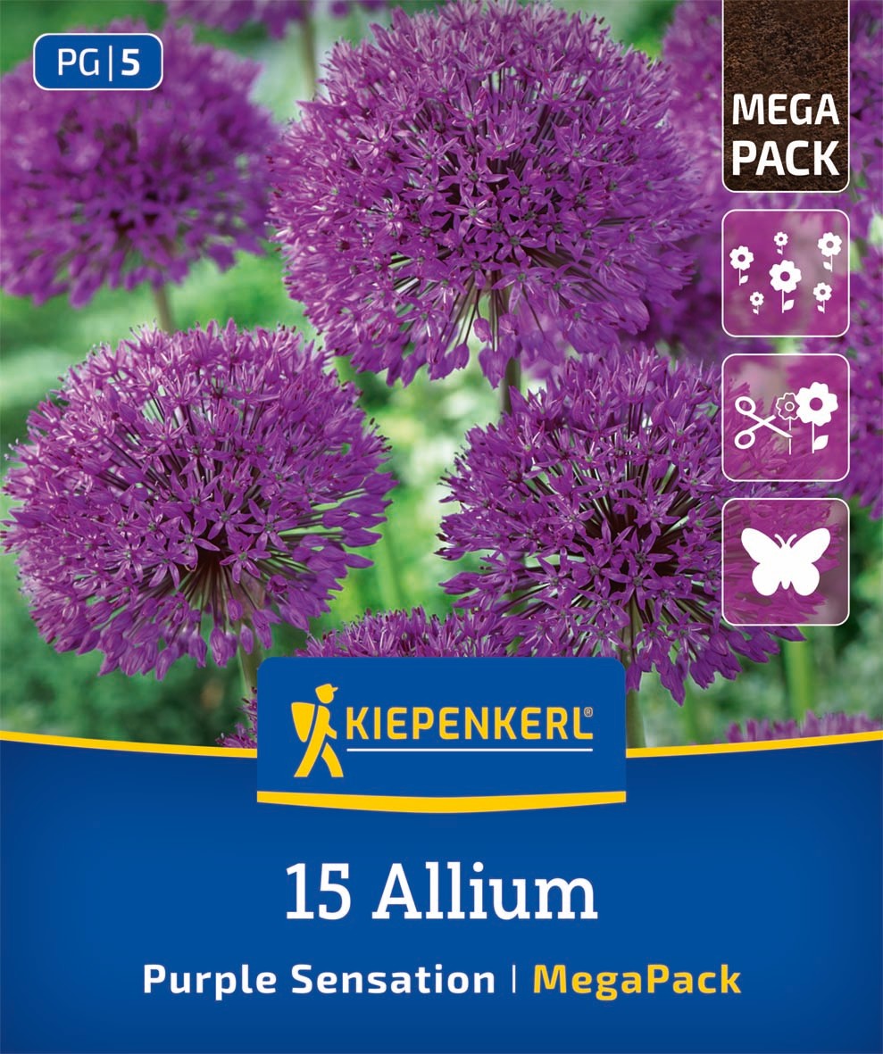 Mega-Pack Zierlauch Purple Sensation