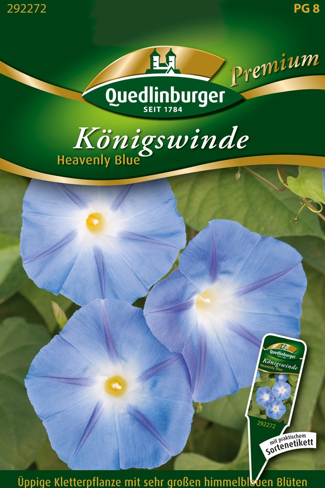 Quedlinburger Königswinde Heavenly blue