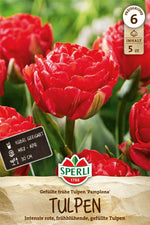 Gefüllte Frühe Tulpe Pamplona