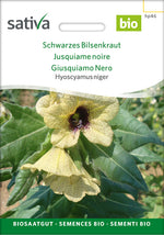 Sativa Hyoscyamus niger Schwarzes Bilsenkraut