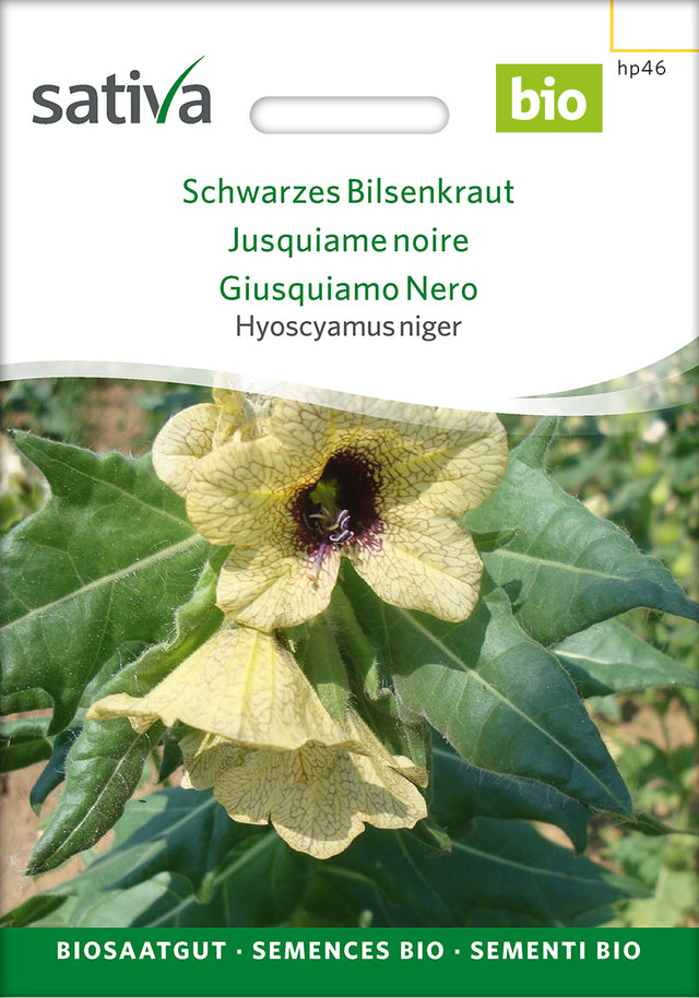Sativa Hyoscyamus niger Schwarzes Bilsenkraut