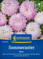 Kiepenkerl Sommeraster Opus