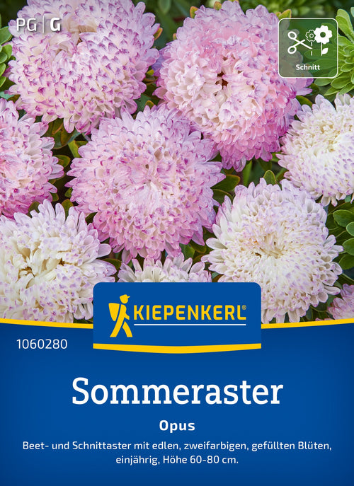 Kiepenkerl Sommeraster Opus