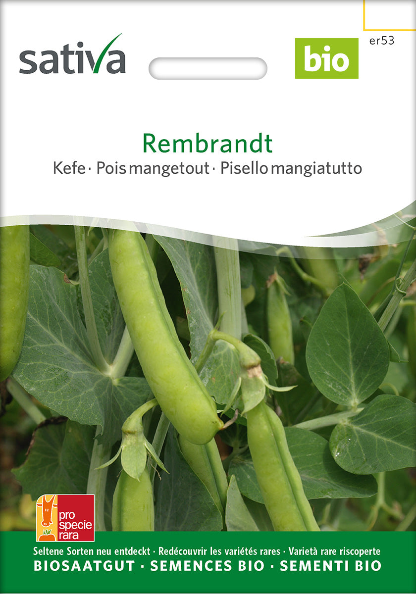 Sativa Kefe Rembrandt