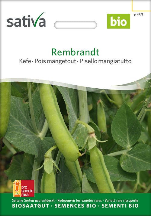 Sativa Kefe Rembrandt