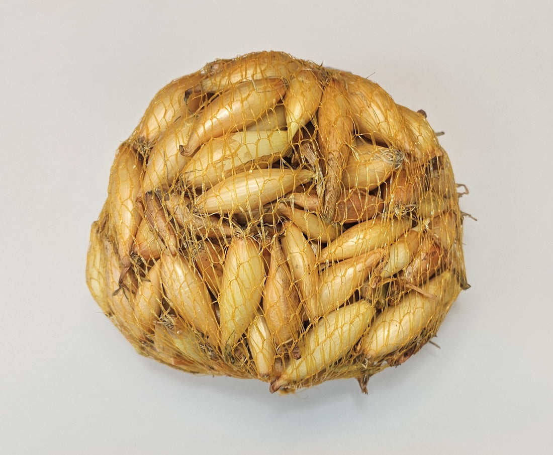 Samen Pfann Steckzwiebeln Birnenförmige 14/24 500g