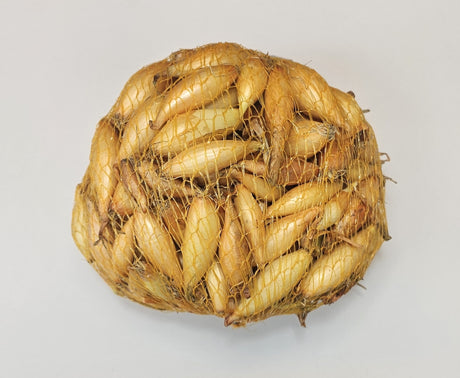 Samen Pfann Steckzwiebeln Birnenförmige 14/24 500g