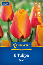 Darwin-Hybrid-Tulpe Cash