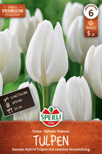 Premium Darwin-Hybrid-Tulpe Hakuun