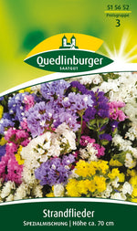 Quedlinburger Strandflieder für Florsitik Spezialmischung
