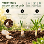 HILD Winterknoblauch Messidrome 9 Stück