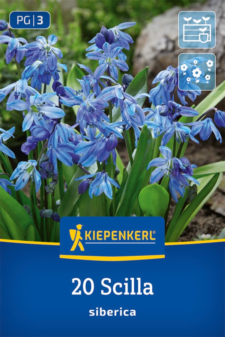 Siberisches Blausternchen