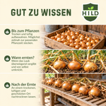 HILD Wintersteckzwiebel Shakespeare® 750 Gramm