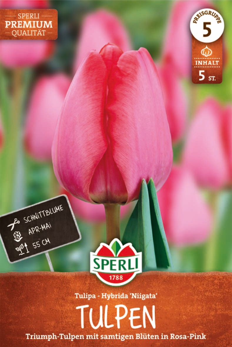 Premium Darwin-Hybrid-Tulpe Niigata