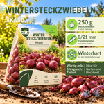 HILD Wintersteckzwiebel Akado 250 Gramm