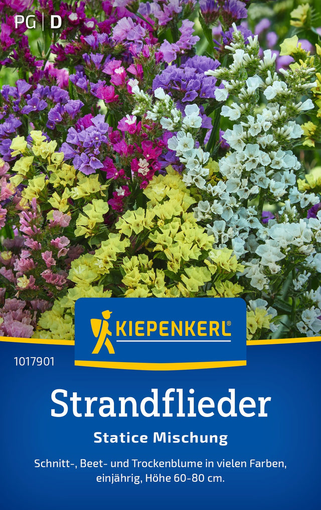 Kiepenkerl Strandflieder Statice Mischung