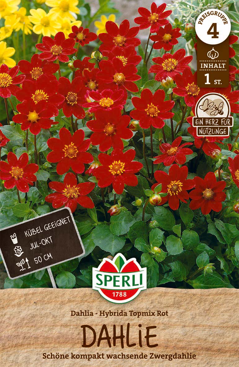 SPERLI Dahlie Dahlie Topmix Red