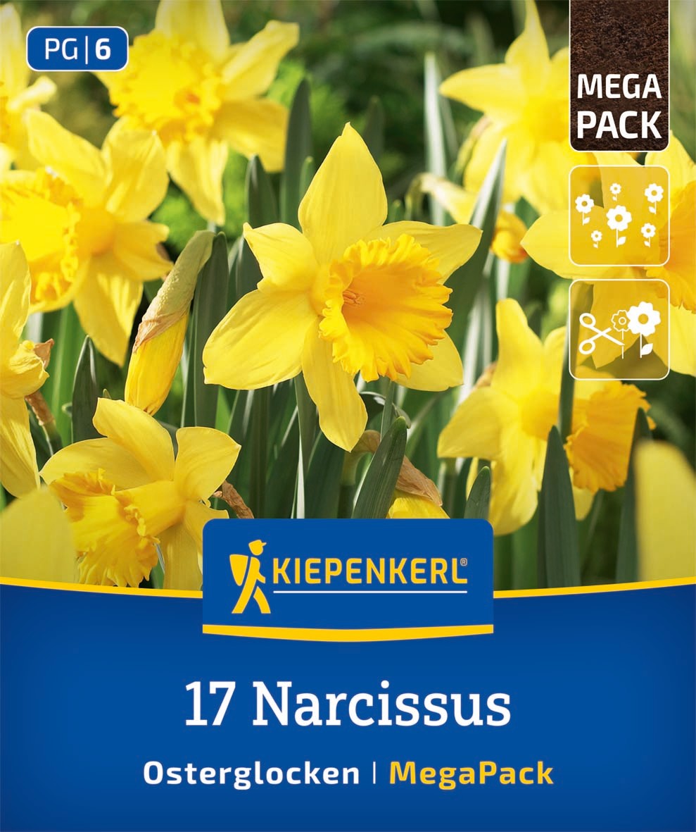 Mega-Pack Narzissen Osterglocken