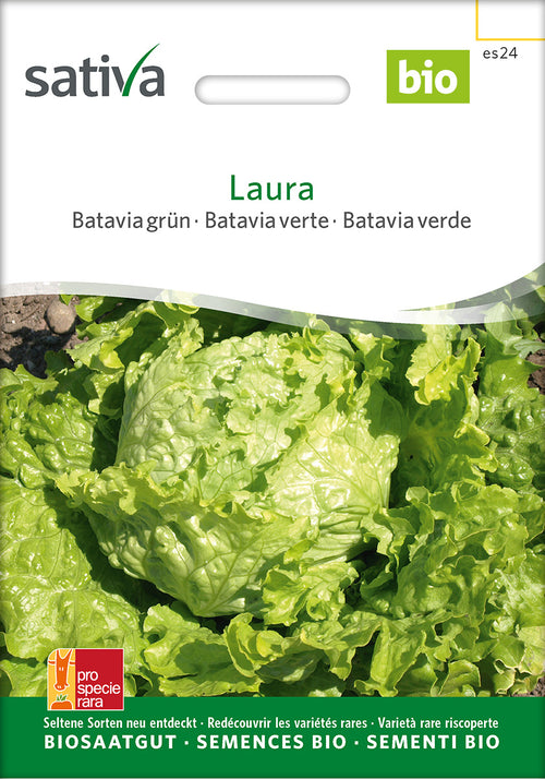 Sativa Bataviasalat grün Laura