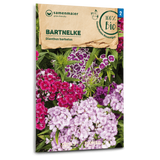 Samen Maier BIO Bartnelke einfache Mischung