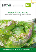 Sativa Bataviasalat rot Maravilla de Verano