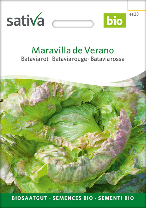 Sativa Bataviasalat rot Maravilla de Verano